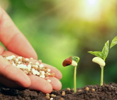 Homemade Fertilizer_ 6 Organic Options To Keep Your Plants Always Beautiful