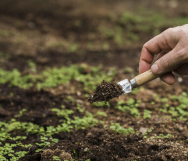 gardening-concept-with-man-planting (1)