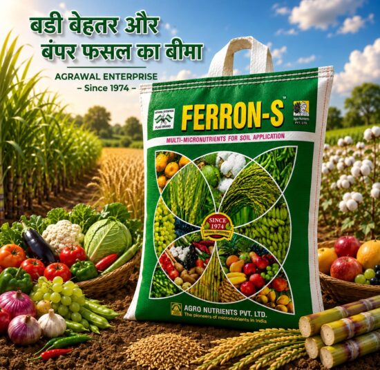 <hr>Ferron-S<hr>